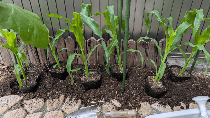 ジグザグ配置で植付けをしたトウモロコシ