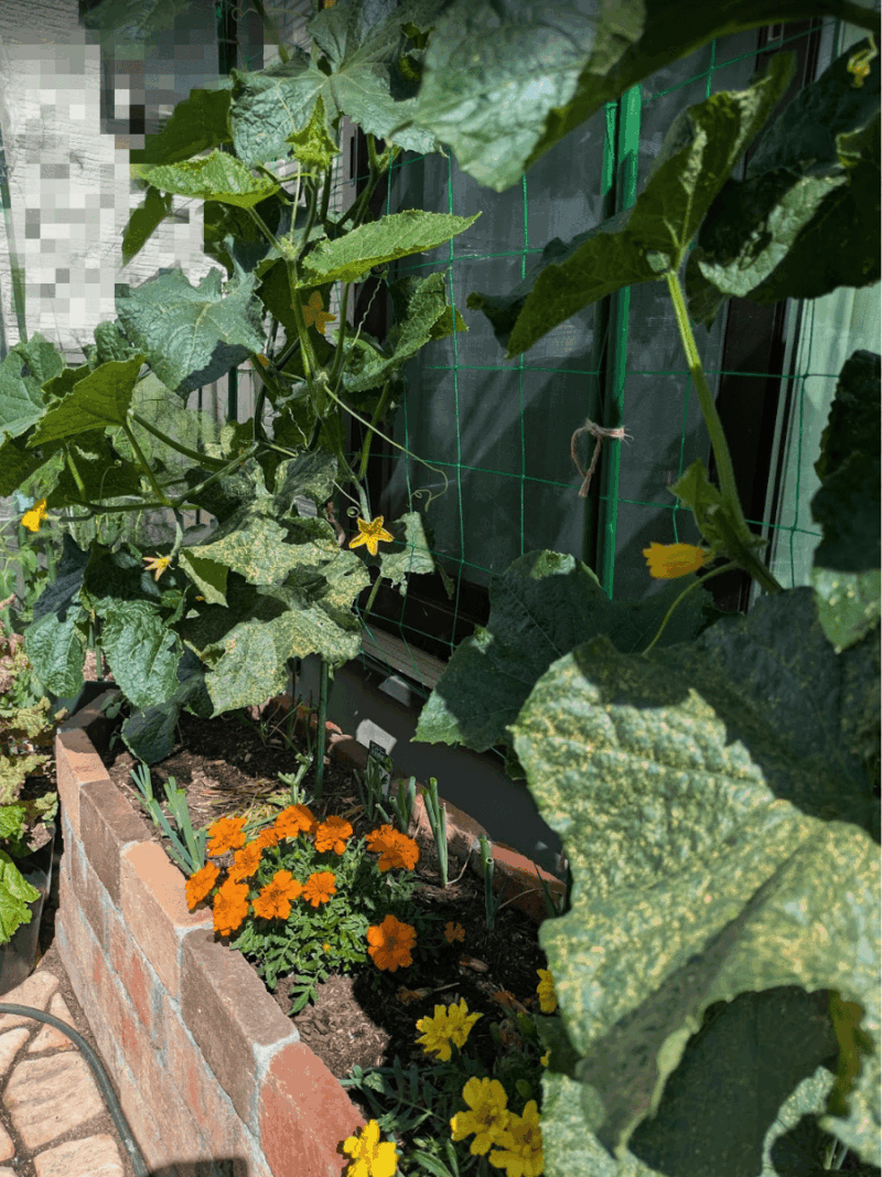 混植するレンガ花壇