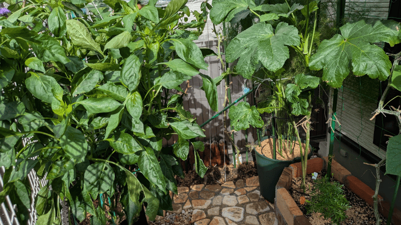 わが家の1坪菜園