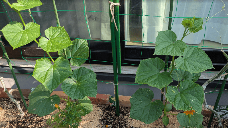 7月下旬に定植した秋きゅうり