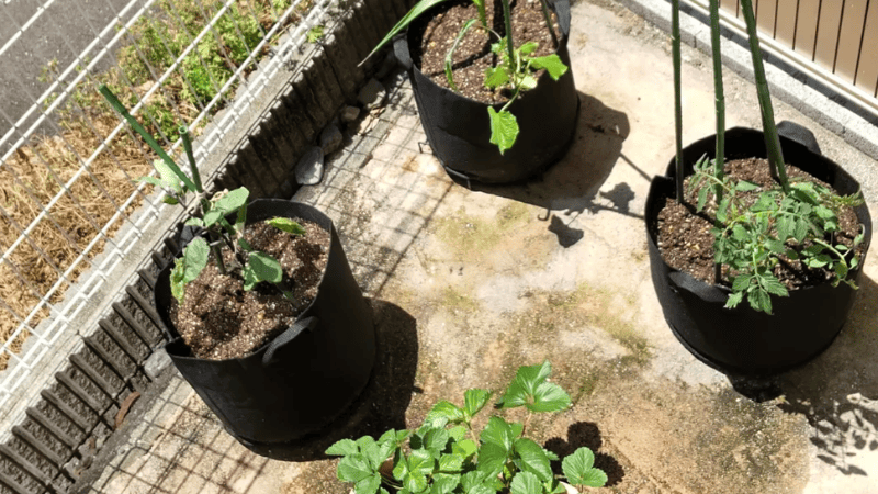 2022年の1坪菜園