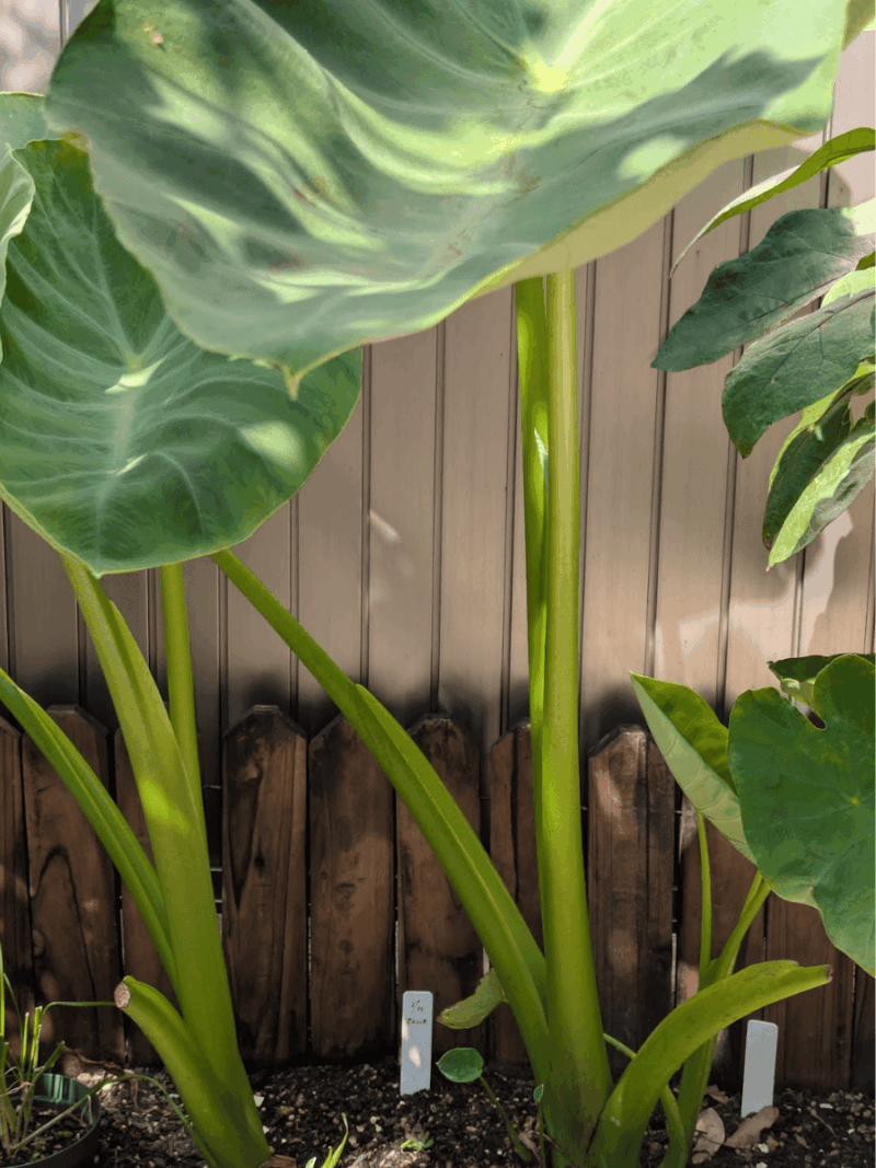 地植えで育てたさといも