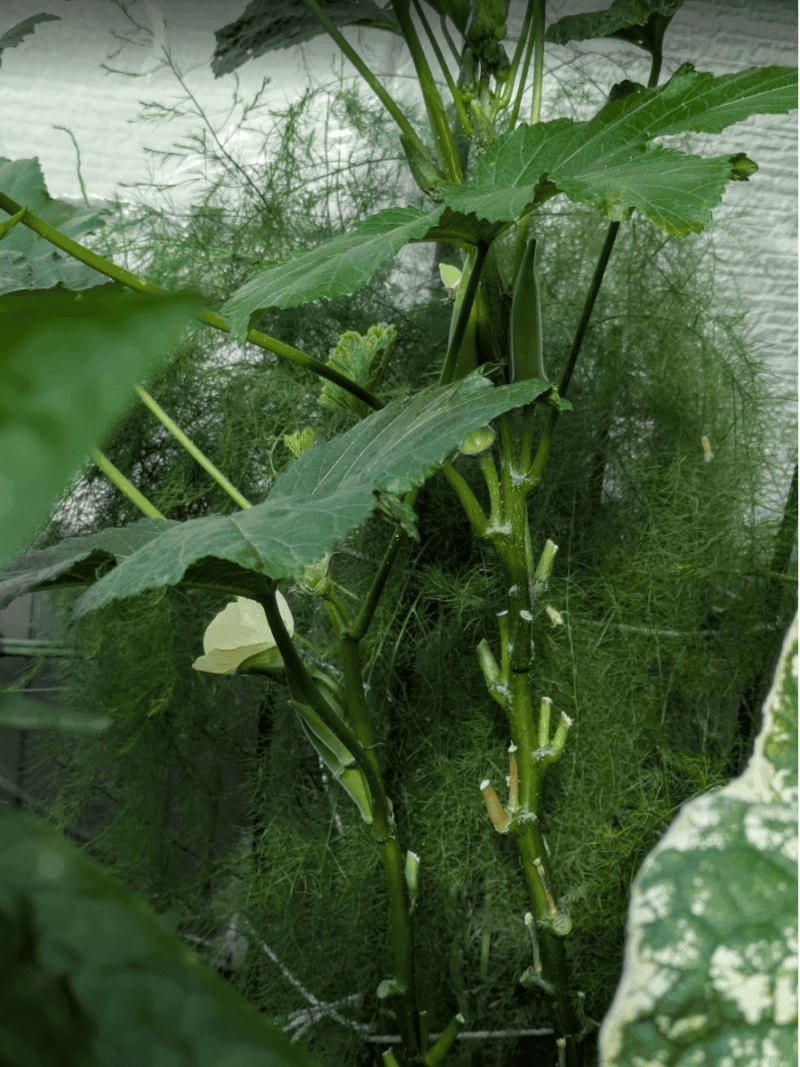 レンガ花壇で栽培のオクラ