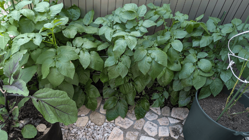 地植えで育てたじゃがいも