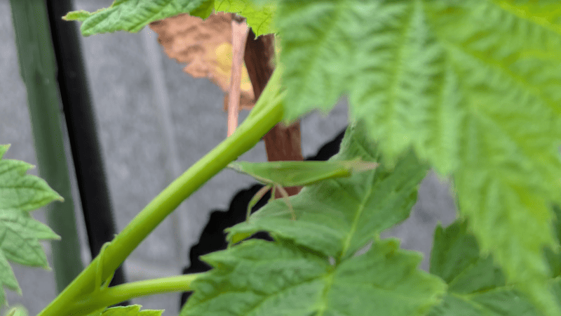 ラズベリーの葉を食害するオンブバッタ