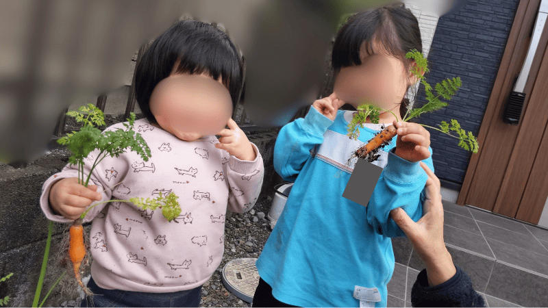 収穫した三寸にんじん