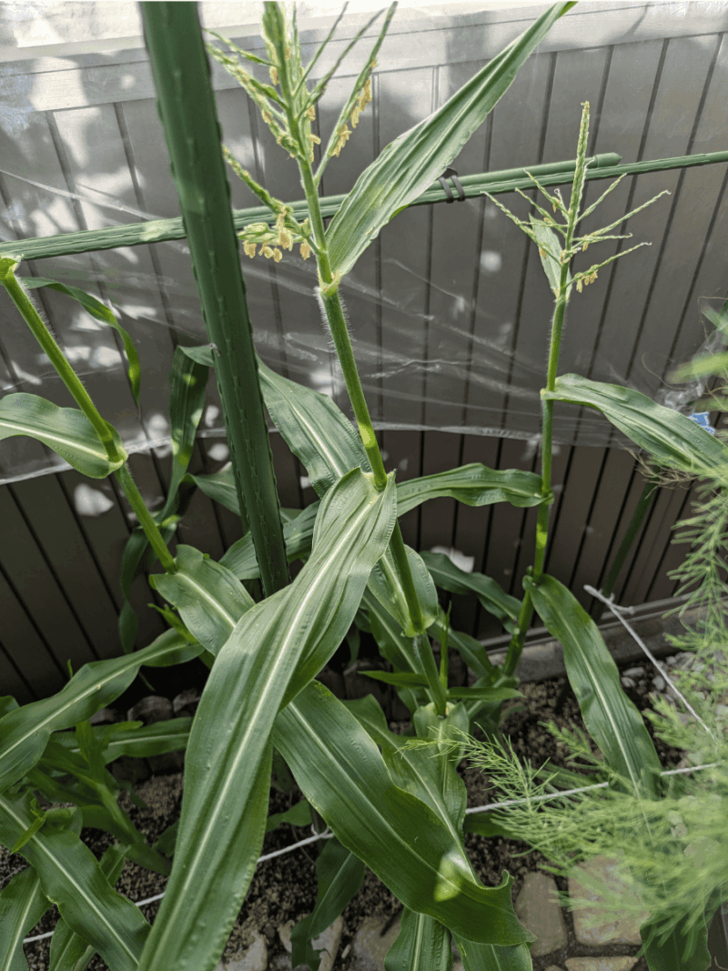 雄穂が開ききった秋トウモロコシ