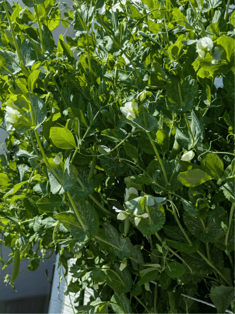 誘引紐を超えて脇芽が張り出すスナップエンドウ